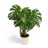 Cool Green - Plantas naturales interior - Monstera - Mediana