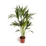 Cool Green - Plantas naturales interior - Kentia - Mediana…