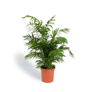 Cool Green - Planta Natural - Chamaedorea Elegans - Mediana