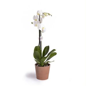 Cool Green - Planta natural - Orquidea Blanca