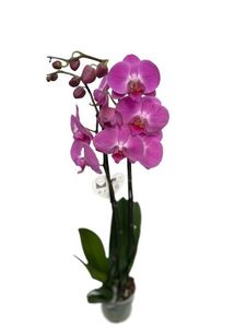 Cool Green - Planta natural - Orquidea Rosa…