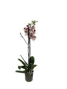 Cool Green - Planta natural - Orquidea Moteada