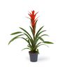 Cool Green - Planta natural interior - Bromelia Naranja