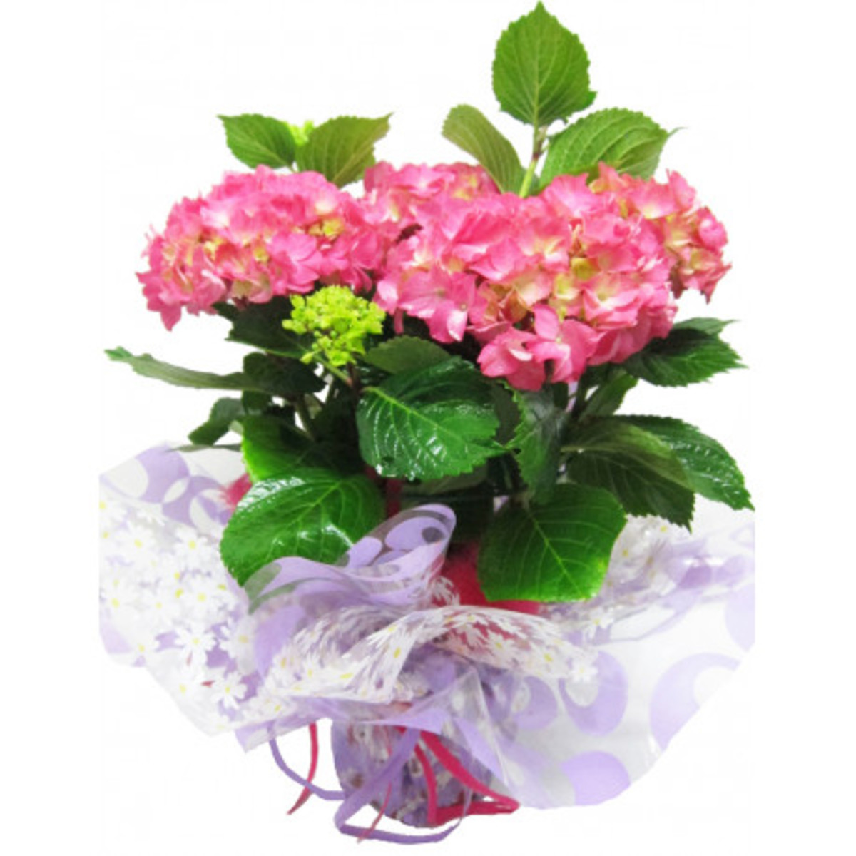 Hortensia Planta de flor | Envío 48/72 horas | Zerca