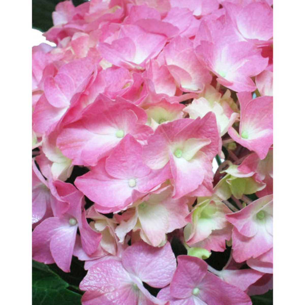 Hortensia Planta de flor | Envío 48/72 horas | Zerca