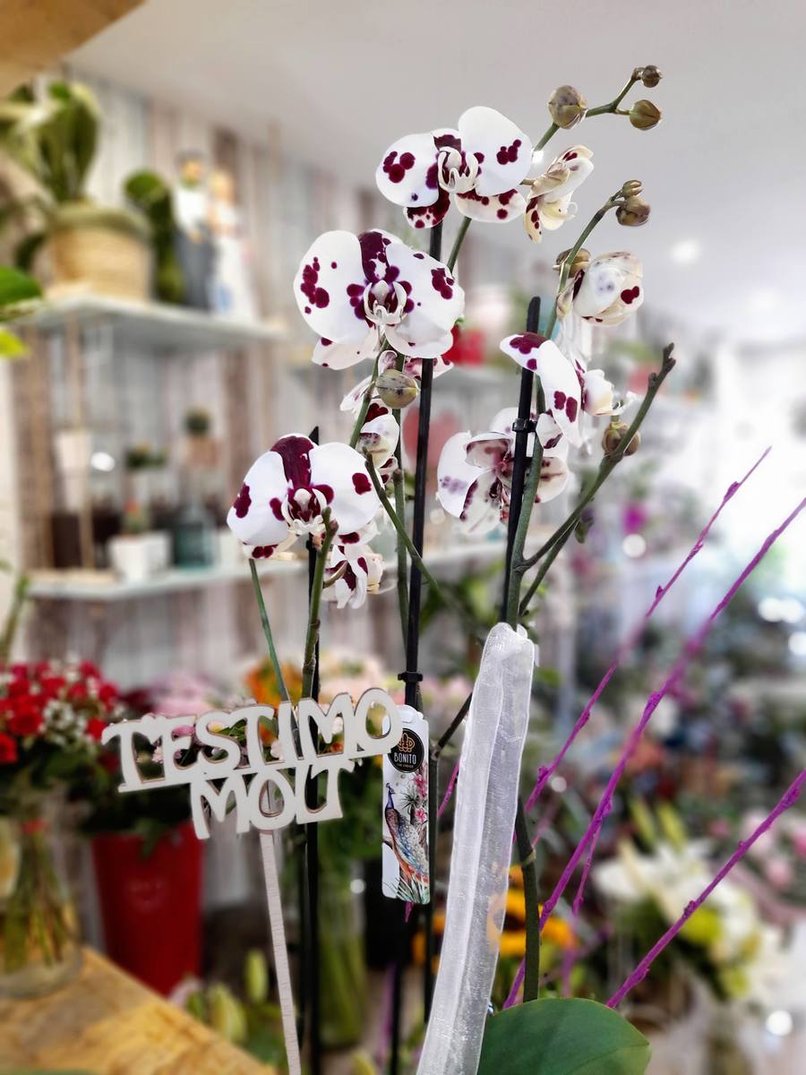 Orquídea blanca con pintas moradas | Envío 48/72 horas | Zerca