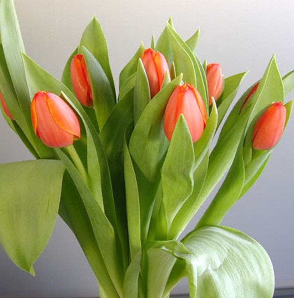 Ramo de flores 4 Tulipanes Naranjas | Envío 48/72 horas | Zerca