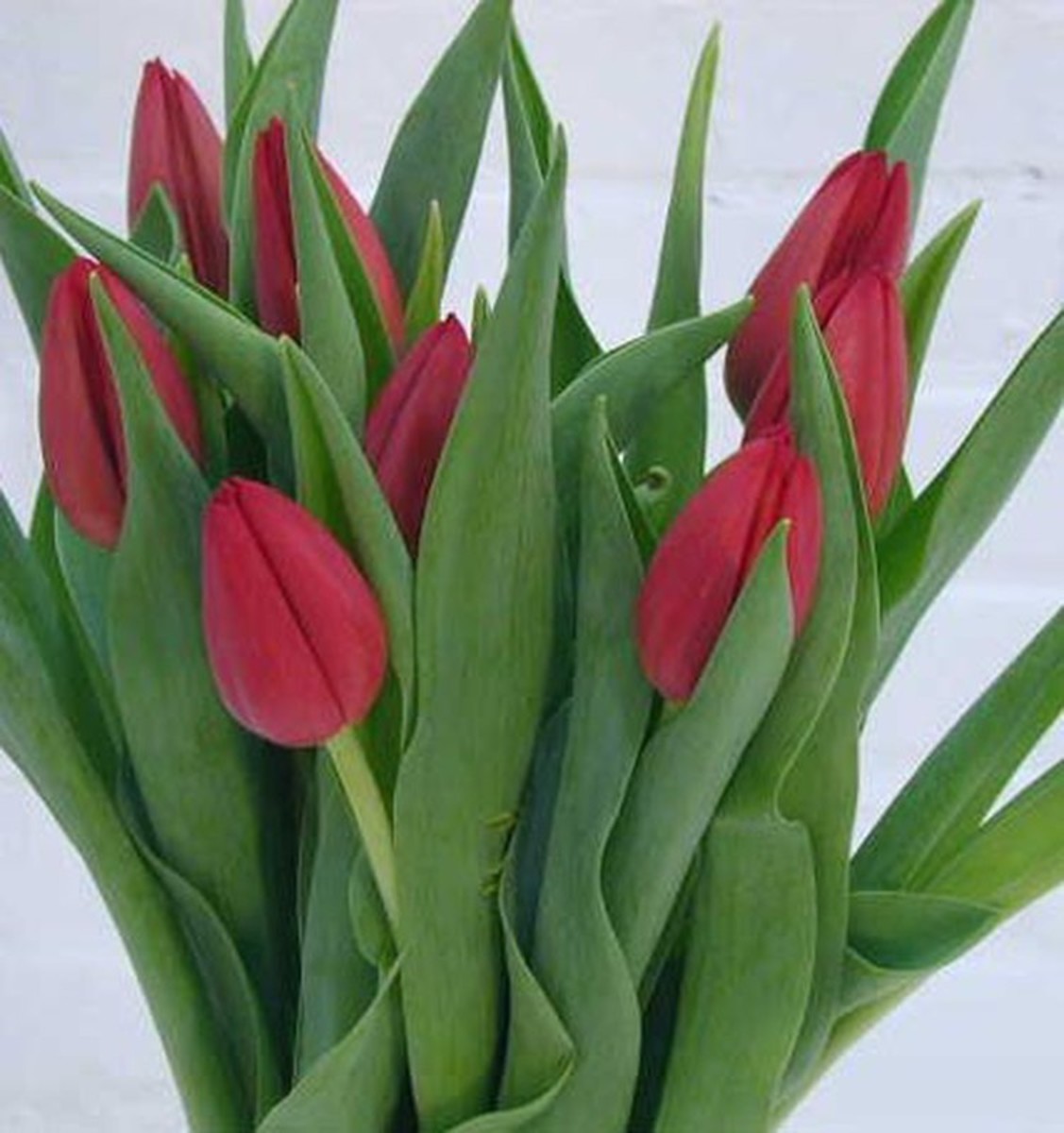 Ramo de flores 10 Tulipanes Rosas | Envío 48/72 horas | Zerca